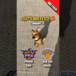 Cujo’s NBA Fetch | Suns vs Knicks 🐕 01-17-2026 NBA Basketball #CujoCatches