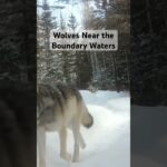 Minnesota Timberwolves, indeed. #bwca #wolves #boundarywaters #minnesota #wildlife #snow #wolf
