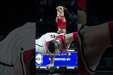 Christian and Scooby puttin' on a show 🍿 #dog #entertainment #shorts #nba #comedy