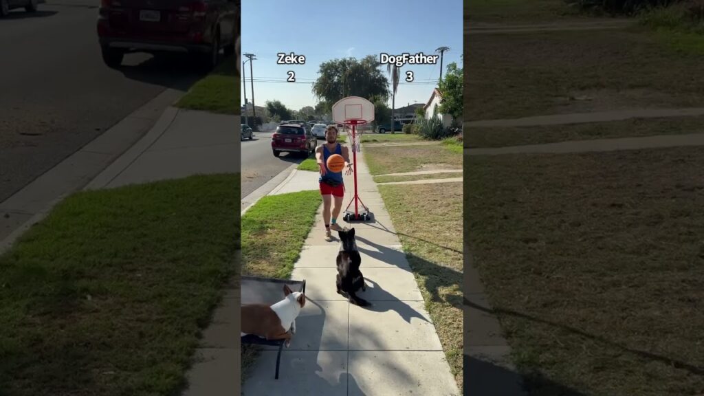 Should this dog get a 10-day contract? 👀 (via dogfather360/IG)