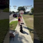 Should this dog get a 10-day contract? 👀 (via dogfather360/IG)