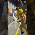 Hold your horses, Rocky!