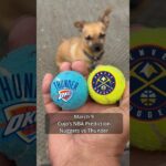 Cujo’s NBA Picks | Denver Nuggets vs Oklahoma City Thunder 🏀 03-09-2026 #CujoCatches