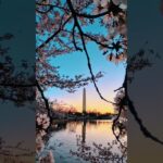 Peak bloom 🤝 peak D.C. vibes 🌸 #washingtonwizards #cherryblossoms #washingtondc #aesthetic #sunrise