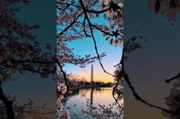 Peak bloom 🤝 peak D.C. vibes 🌸 #washingtonwizards #cherryblossoms #washingtondc #aesthetic #sunrise