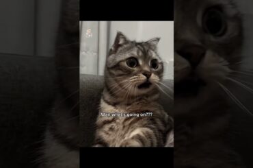 Bro has no enemies 💀😭 #basketball