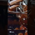 Mike is the Bane of the Knickerbockers (1991 ECF G3)